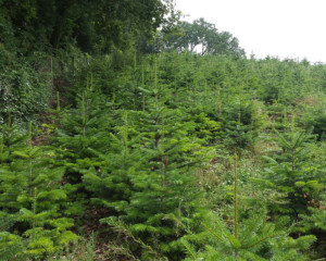 Christbaum Schlattingen